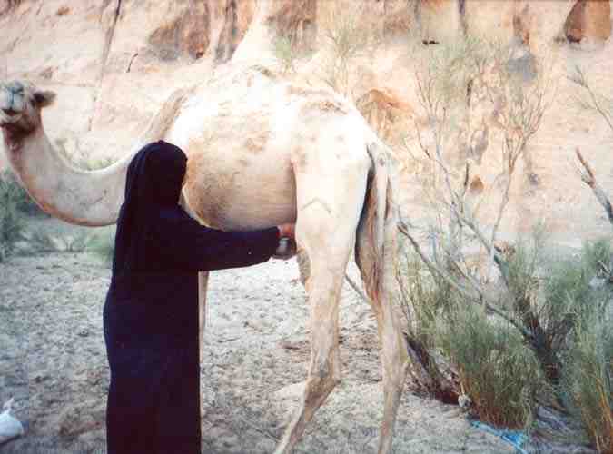 Crackdown on raw camel milk | barfblog