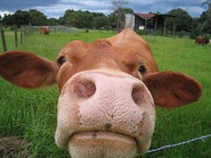 cow-face