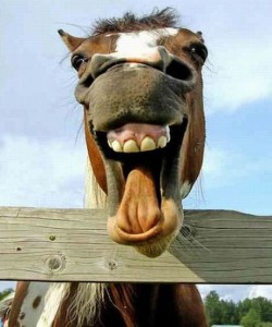 horse.laugh