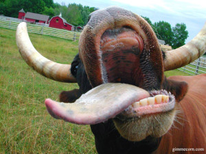 cow.tongue.smiling