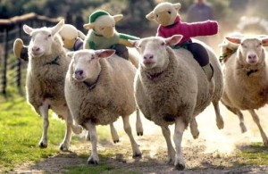 run_sheep_run