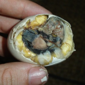 balut