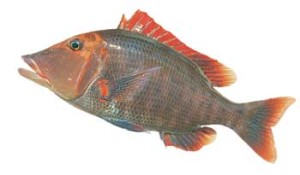 red-throat-emperor-snapper-sweetlip