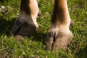 Cow Hoof