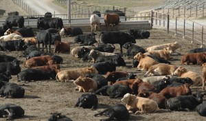 feedlot