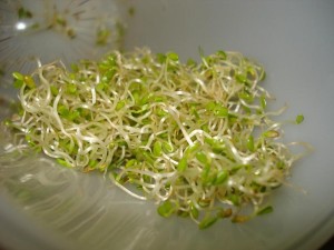 clover.sprouts