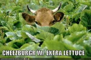 cattle.lettuce