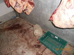 dog meat farm