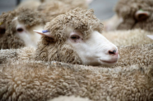 sheep-gety