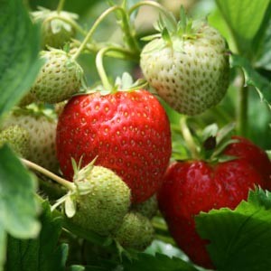 Strawberries ripening on vine