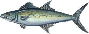 z1_mackerel