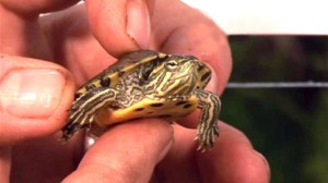 how-to-care-for-terrapins.WidePlayer