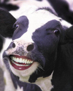 HappyCow[1]