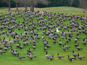 cackling-geese1