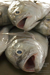 fish.heads