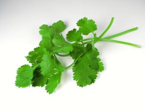 cilantro