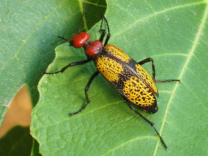 cfia.blister.beetle