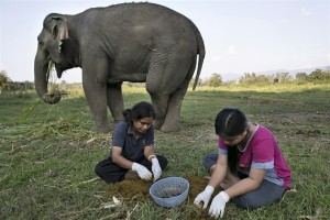 elephant-dung-coffee