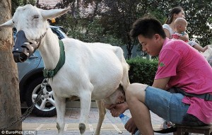 Road.side.goat.dairy.china