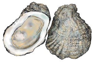 oysters