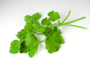 cilantro