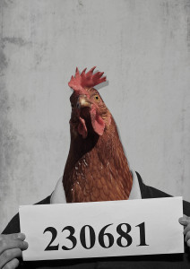 chicken-prison