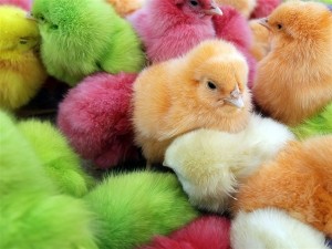 chicks.salmonella