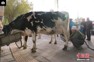 gansu-farmmer-sells-milk-straight_from-cow