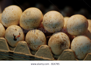 eggs-for-sale-at-the-arab-market-of-jerusalems-old-city-in-israel-B1K785