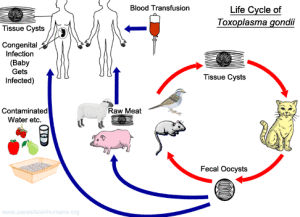 toxoplasma-gondii-life-cycle
