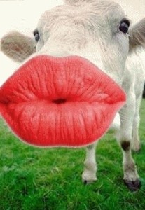 Cow_Kiss