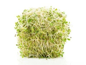 HE_sprouts_s4x3_lead