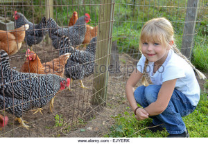 chicken.pen.childcare