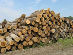 logs