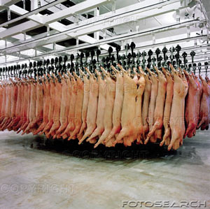 skinned-pigs-hanging-in-a-slaughterhouse-gwe28273853