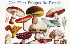 How-to-forage-for-mushrooms-630x399