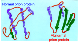 Prion%20Proteins