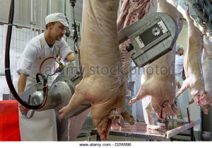neuruppin-germany-butchers-slaughtered-in-processing-pigs-d2w996