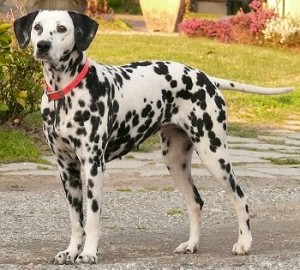 dalmatiansf6