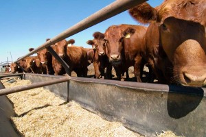 Cattle-Heat-Load-Forecasting