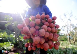 lychees.vietnam.jun.16