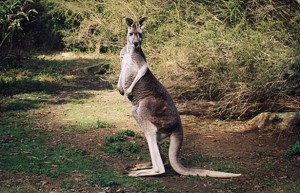 kangaroo-pic-dm-530558559