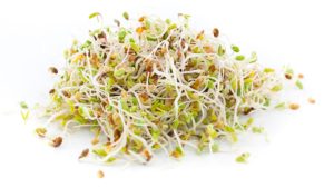 Alfalfa-sprouts