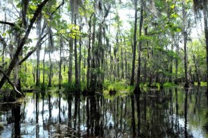 florida-swamp