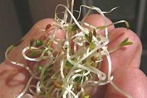 alfalfa-sprouts-featured