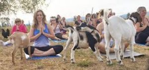 goat-yoga-portland