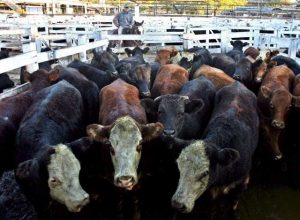 epa01322503 View of some of the more than 7,000 cattle that arrived to Liniers Market in Buenos Aires, Argentina, on 22 April 2008, to be slaughtered. Argentinean government and the biggest agriculture organizations had been discussing, this morning, the situation of milk sector that is one of the most conflictive topics on the negotiations with cow meat, grains and regional economies. EPA/CEZARO DE LUCA