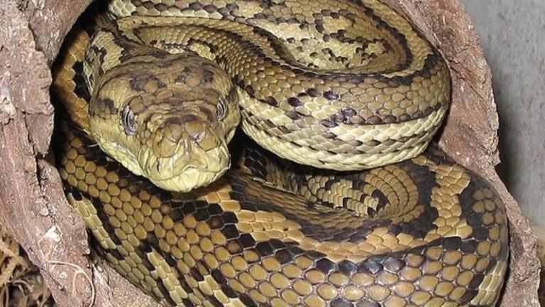 live-python-found-at-nz-airport-as-border-reptile-seizures-rise-barfblog